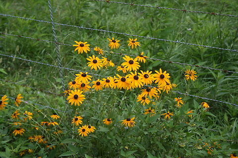 Black-Eyed Susans (Rudbeckia hirta) NATIVE. Growing on a roadside (near a cow pasture). Black-eyed Susan,Geotagged,Rudbeckia hirta,Summer,United States
