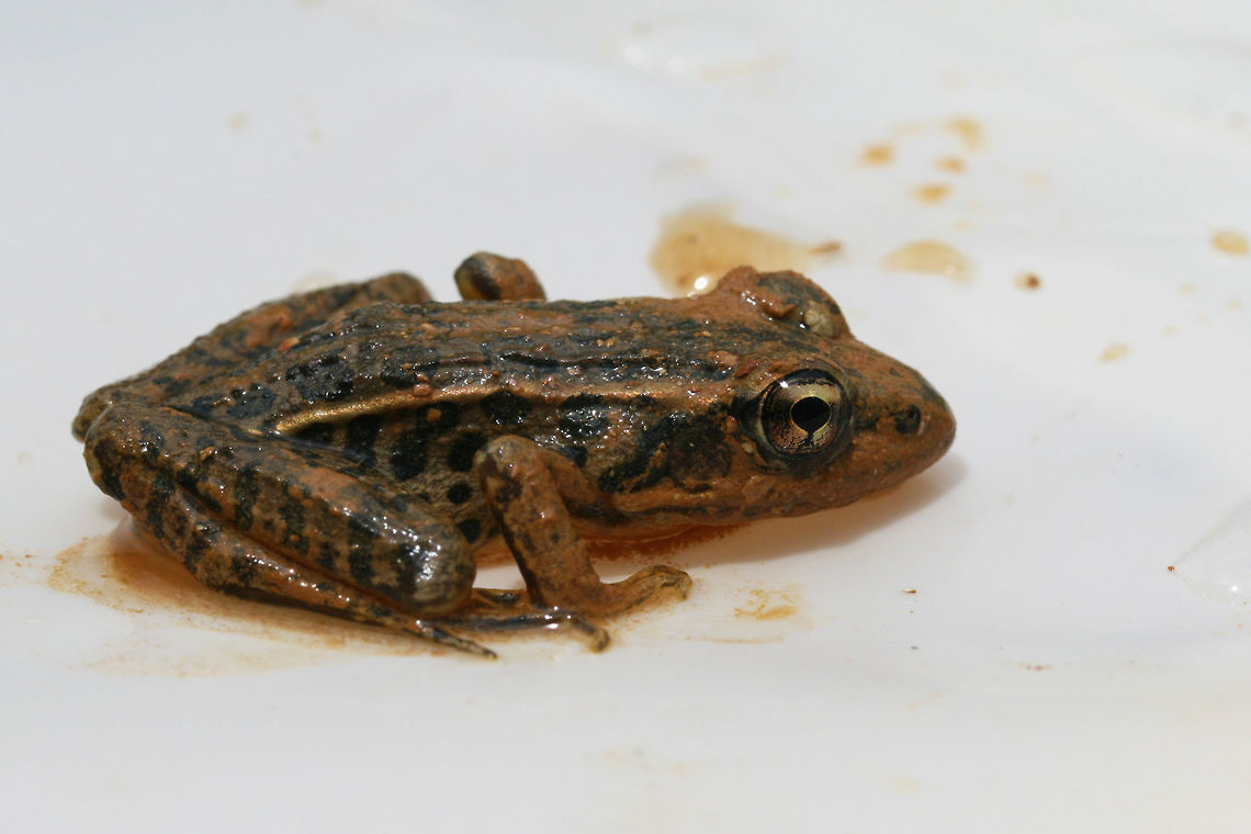 Pickerel Frog (Lithobates palustris) Having a Mud Bath Another frog rescued from muddy pits (some residential construction) at the edge of a dense mixed hardwood/coniferous forest in NW Georgia (Gordon County), US. July 17, 2018. It seemed rather happy in the mud, and I felt bad about having to take its new home!<br />
<figure class="photo"><a href="https://www.jungledragon.com/image/63229/pickerel_frog_lithobates_palustris_having_a_mud_bath.html" title="Pickerel Frog (Lithobates palustris) Having a Mud Bath"><img src="https://s3.amazonaws.com/media.jungledragon.com/images/3231/63229_thumb.jpg?AWSAccessKeyId=05GMT0V3GWVNE7GGM1R2&Expires=1759968010&Signature=x4vesrynz7YR18t2ysSBk0Czn%2Bk%3D" width="200" height="136" alt="Pickerel Frog (Lithobates palustris) Having a Mud Bath Another frog rescued from muddy pits (some residential construction) at the edge of a dense mixed hardwood/coniferous forest in NW Georgia (Gordon County), US. July 17, 2018. It seemed rather happy in the mud, and I felt bad about having to take its new home!<br />
https://www.jungledragon.com/image/63228/southern_leopard_frog_lithobates_sphenocephalus.html Geotagged,Lithobates palustris,Pickerel frog,Southern leopard frog,Summer,United States,amphibian,amphibians,frog,frogs,leopard frog,lithobates,southern leopard frog" /></a></figure> Geotagged,Lithobates palustris,Pickerel frog,Southern leopard frog,Summer,United States,amphibian,amphibians,frog,frogs,leopard frog,lithobates,southern leopard frog