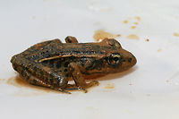 Pickerel Frog (Lithobates palustris) Having a Mud Bath Another frog rescued from muddy pits (some residential construction) at the edge of a dense mixed hardwood/coniferous forest in NW Georgia (Gordon County), US. July 17, 2018. It seemed rather happy in the mud, and I felt bad about having to take its new home!<br />
https://www.jungledragon.com/image/63229/southern_leopard_frog_lithobates_sphenocephalus.html Geotagged,Lithobates palustris,Pickerel frog,Southern leopard frog,Summer,United States,amphibian,amphibians,frog,frogs,leopard frog,lithobates,southern leopard frog