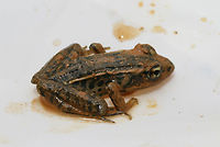 Pickerel Frog (Lithobates palustris) Having a Mud Bath Another frog rescued from muddy pits (some residential construction) at the edge of a dense mixed hardwood/coniferous forest in NW Georgia (Gordon County), US. July 17, 2018. It seemed rather happy in the mud, and I felt bad about having to take its new home!<br />
https://www.jungledragon.com/image/63228/southern_leopard_frog_lithobates_sphenocephalus.html Geotagged,Lithobates palustris,Pickerel frog,Southern leopard frog,Summer,United States,amphibian,amphibians,frog,frogs,leopard frog,lithobates,southern leopard frog