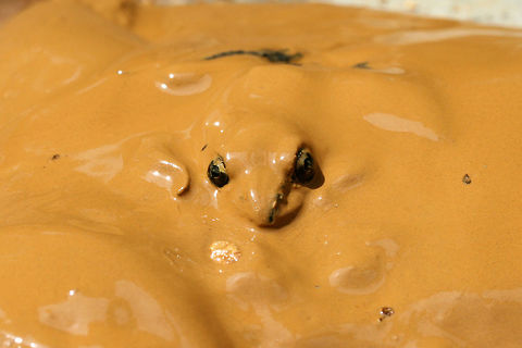 Pickerel Frog (Lithobates palustris) Having a Mud Bath Another frog rescued from muddy pits (some residential construction) at the edge of a dense mixed hardwood/coniferous forest in NW Georgia (Gordon County), US. July 17, 2018. It seemed rather happy in the mud, and I felt bad about having to take its new home! This particular frog thought it could hide in the mud! So cute!
https://www.jungledragon.com/image/63231/southern_leopard_frog_lithobates_sphenocephalus_having_a_mud_bath.html
https://www.jungledragon.com/image/126878/pickerel_frog_lithobates_palustris_having_a_mud_bath.html Geotagged,Lithobates palustris,Lithobates sphenocephalus,Pickerel frog,Summer,United States,amphibian,amphibians,frog,frogs,leopard frog,lithobates,southern leopard frog