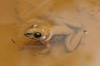 Pickerel Frog (Lithobates palustris) Having a Mud Bath Another frog rescued from muddy pits (some residential construction) at the edge of a dense mixed hardwood/coniferous forest in NW Georgia (Gordon County), US. July 17, 2018. It seemed rather happy in the mud, and I felt bad about having to take its new home! This particular frog thought it could hide in the mud! So cute!<br />
<br />
https://www.jungledragon.com/image/63230/southern_leopard_frog_lithobates_sphenocephalus_having_a_mud_bath.html<br />
https://www.jungledragon.com/image/126878/pickerel_frog_lithobates_palustris_having_a_mud_bath.html Geotagged,Lithobates palustris,Lithobates sphenocephalus,Pickerel frog,Summer,United States,amphibian,amphibians,frog,frogs,leopard frog,lithobates,southern leopard frog