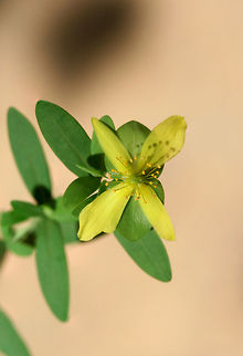 St. Andrew's Cross (Hypericum hypericoides) Growing at the edge of a woodland trail in Floyd County, GA.
https://www.jungledragon.com/image/63235/st._andrews_cross_hypericum_hypericoides.html
https://www.jungledragon.com/image/63234/st._andrews_cross_hypericum_hypericoides.html Geotagged,Hypericum hypericoides,Summer,United States