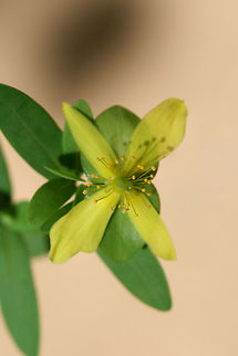 St. Andrew's Cross (Hypericum hypericoides) Growing at the edge of a woodland trail in Floyd County, GA.
https://www.jungledragon.com/image/63233/st._andrews_cross_hypericum_hypericoides.html
https://www.jungledragon.com/image/63235/st._andrews_cross_hypericum_hypericoides.html Geotagged,Hypericum hypericoides,Summer,United States