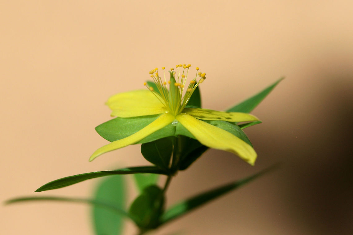 St. Andrew's Cross (Hypericum hypericoides) Growing at the edge of a woodland trail in Floyd County, GA.<br />
<figure class="photo"><a href="https://www.jungledragon.com/image/63233/st._andrews_cross_hypericum_hypericoides.html" title="St. Andrew&#039;s Cross (Hypericum hypericoides)"><img src="https://s3.amazonaws.com/media.jungledragon.com/images/3231/63233_thumb.jpg?AWSAccessKeyId=05GMT0V3GWVNE7GGM1R2&Expires=1767225610&Signature=Z1uLuT4yRKYokYF1WqdRE0sZg%2B0%3D" width="106" height="152" alt="St. Andrew&#039;s Cross (Hypericum hypericoides) Growing at the edge of a woodland trail in Floyd County, GA.<br />
https://www.jungledragon.com/image/63235/st._andrews_cross_hypericum_hypericoides.html<br />
https://www.jungledragon.com/image/63234/st._andrews_cross_hypericum_hypericoides.html Geotagged,Hypericum hypericoides,Summer,United States" /></a></figure><br />
<figure class="photo"><a href="https://www.jungledragon.com/image/63234/st._andrews_cross_hypericum_hypericoides.html" title="St. Andrew&#039;s Cross (Hypericum hypericoides)"><img src="https://s3.amazonaws.com/media.jungledragon.com/images/3231/63234_thumb.jpg?AWSAccessKeyId=05GMT0V3GWVNE7GGM1R2&Expires=1767225610&Signature=7dl2AsgsiD834gxgv7h4%2FVP%2FW4c%3D" width="102" height="152" alt="St. Andrew&#039;s Cross (Hypericum hypericoides) Growing at the edge of a woodland trail in Floyd County, GA.<br />
https://www.jungledragon.com/image/63233/st._andrews_cross_hypericum_hypericoides.html<br />
https://www.jungledragon.com/image/63235/st._andrews_cross_hypericum_hypericoides.html Geotagged,Hypericum hypericoides,Summer,United States" /></a></figure> Geotagged,Hypericum hypericoides,Summer,United States