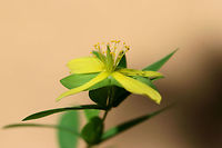 St. Andrew's Cross (Hypericum hypericoides) Growing at the edge of a woodland trail in Floyd County, GA.<br />
https://www.jungledragon.com/image/63233/st._andrews_cross_hypericum_hypericoides.html<br />
https://www.jungledragon.com/image/63234/st._andrews_cross_hypericum_hypericoides.html Geotagged,Hypericum hypericoides,Summer,United States