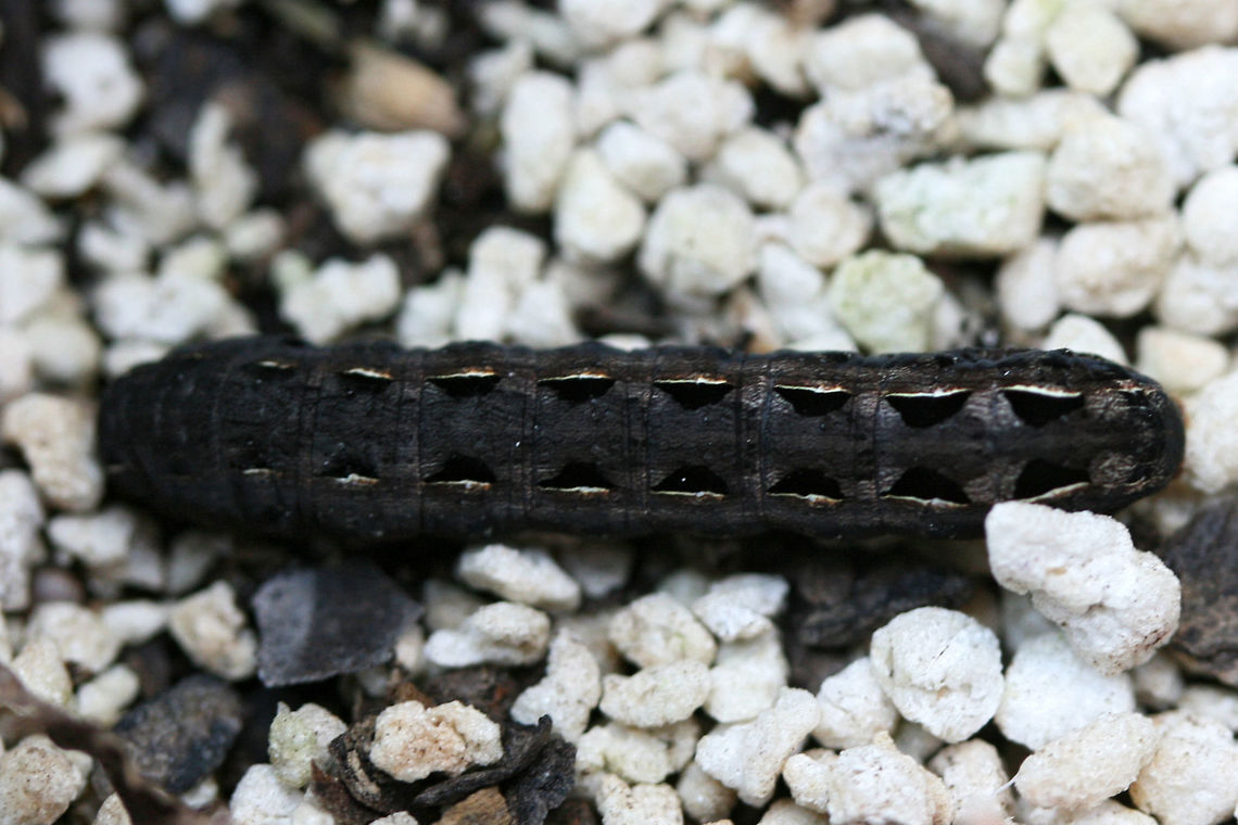 Yellow-striped Armyworm Moth (Spodoptera ornithogalli) larva This caterpillar was resting in a container filled with soil and perlite on my back porch.<br />
<figure class="photo"><a href="https://www.jungledragon.com/image/63276/yellow-striped_armyworm_moth_spodoptera_ornithogalli_larva.html" title="Yellow-striped Armyworm Moth (Spodoptera ornithogalli) larva"><img src="https://s3.amazonaws.com/media.jungledragon.com/images/3231/63276_thumb.jpg?AWSAccessKeyId=05GMT0V3GWVNE7GGM1R2&Expires=1759968010&Signature=JBsK5gTePbYcv8I8JxPO74RQtDU%3D" width="200" height="132" alt="Yellow-striped Armyworm Moth (Spodoptera ornithogalli) larva This caterpillar was resting in a container filled with soil and perlite on my back porch.<br />
https://www.jungledragon.com/image/63275/yellow-striped_armyworm_moth_spodoptera_ornithogalli_larva.html Geotagged,Moth Week 2018,Spodoptera ornithogalli,Summer,United States" /></a></figure> Geotagged,Moth Week 2018,Spodoptera ornithogalli,Summer,United States,armyworm moth,caterpillar,moth,moths