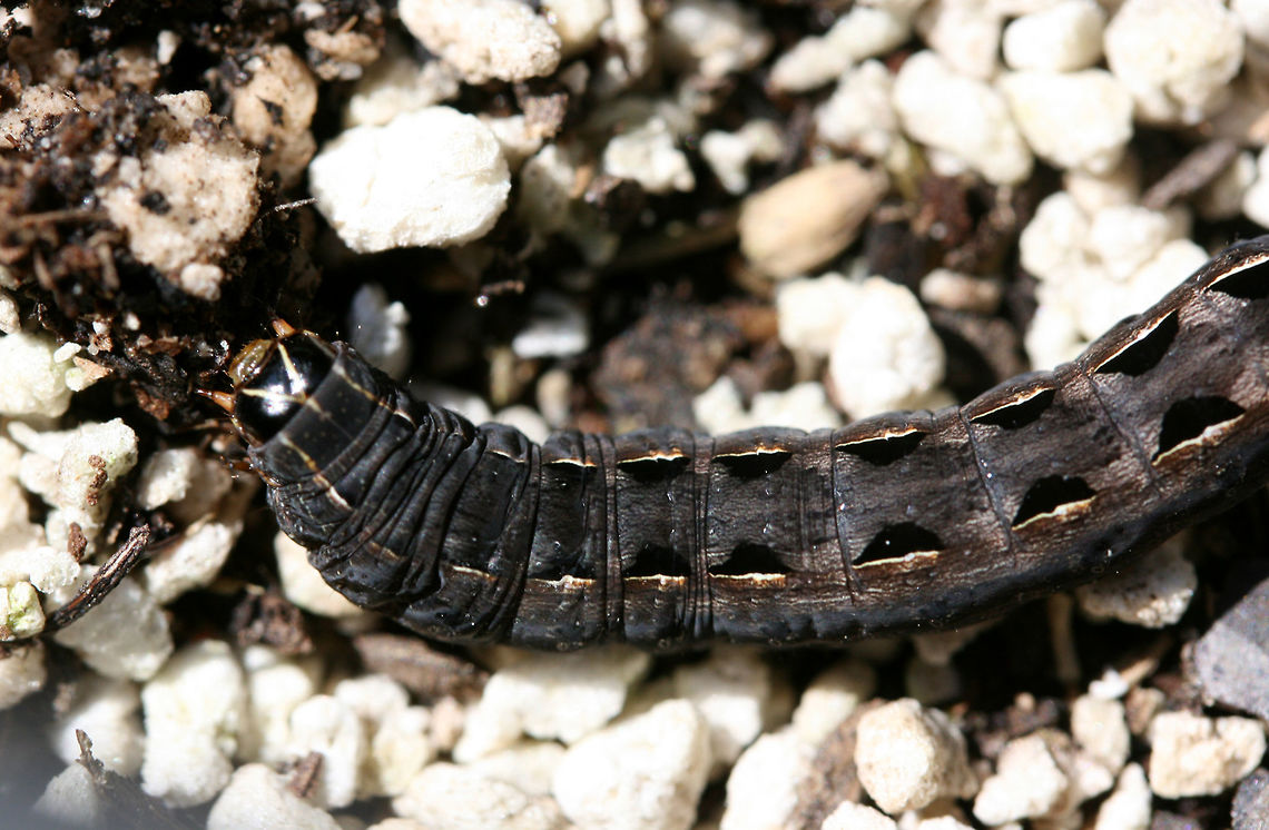 Yellow-striped Armyworm Moth (Spodoptera ornithogalli) larva This caterpillar was resting in a container filled with soil and perlite on my back porch.<br />
<figure class="photo"><a href="https://www.jungledragon.com/image/63275/yellow-striped_armyworm_moth_spodoptera_ornithogalli_larva.html" title="Yellow-striped Armyworm Moth (Spodoptera ornithogalli) larva"><img src="https://s3.amazonaws.com/media.jungledragon.com/images/3231/63275_thumb.jpg?AWSAccessKeyId=05GMT0V3GWVNE7GGM1R2&Expires=1759968010&Signature=LlhK59ZIyD3rzRJdycQsTuoxwqk%3D" width="200" height="134" alt="Yellow-striped Armyworm Moth (Spodoptera ornithogalli) larva This caterpillar was resting in a container filled with soil and perlite on my back porch.<br />
https://www.jungledragon.com/image/63276/yellow-striped_armyworm_moth_spodoptera_ornithogalli_larva.html Geotagged,Moth Week 2018,Spodoptera ornithogalli,Summer,United States,armyworm moth,caterpillar,moth,moths" /></a></figure> Geotagged,Moth Week 2018,Spodoptera ornithogalli,Summer,United States