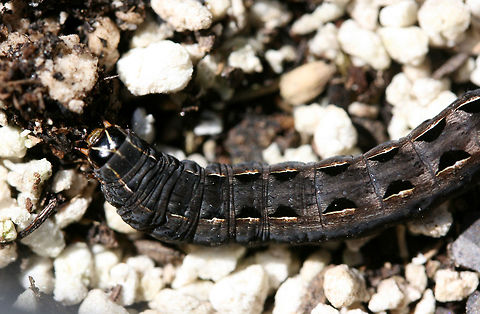 Yellow-striped Armyworm Moth (Spodoptera ornithogalli) larva This caterpillar was resting in a container filled with soil and perlite on my back porch.
https://www.jungledragon.com/image/63275/yellow-striped_armyworm_moth_spodoptera_ornithogalli_larva.html Geotagged,Moth Week 2018,Spodoptera ornithogalli,Summer,United States
