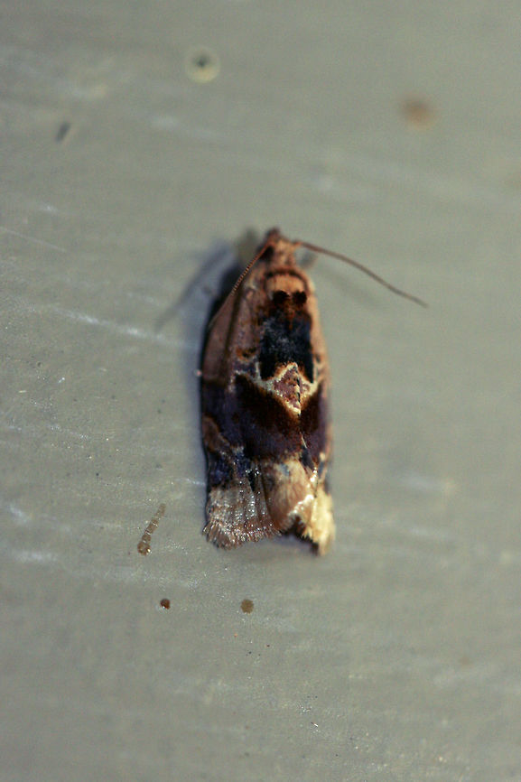 Red-banded Leafroller Moth (Argyrotaenia velutinana) At front porch lights near a backyard habitat in NW Georgia. Argyrotaenia velutinana,Geotagged,Moth Week 2018,Summer,United States