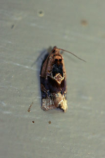 Red-banded Leafroller Moth (Argyrotaenia velutinana) At front porch lights near a backyard habitat in NW Georgia. Argyrotaenia velutinana,Geotagged,Moth Week 2018,Summer,United States