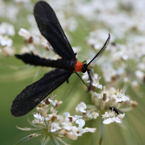 Grape Leaf Skeletonizer Moth (Harrisina americana) Black Zygaenid moth with a bright orange thorax. This moth is a wasp mimic and, as the name implies, a defoliator of grape plants and Virginia creeper (in its caterpillar form).

Habitat:

Sunlit clearing (dirt road) near thick mixed hardwood forest.
https://www.jungledragon.com/image/63280/grape_leaf_skeletonizer_moth_harrisina_americana.html Geotagged,Grapeleaf skeletonizer,Harrisina americana,Moth Week 2018,Summer,United States