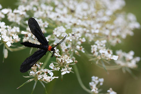 Grape Leaf Skeletonizer Moth (Harrisina americana) Black Zygaenid moth with a bright orange thorax. This moth is a wasp mimic and, as the name implies, a defoliator of grape plants and Virginia creeper (in its caterpillar form).

Habitat:

Sunlit clearing (dirt road) near thick mixed hardwood forest.
https://www.jungledragon.com/image/63279/grape_leaf_skeletonizer_moth_harrisina_americana.html Geotagged,Grapeleaf skeletonizer,Harrisina americana,Moth Week 2018,Summer,United States