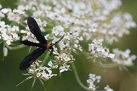 Grape Leaf Skeletonizer Moth (Harrisina americana) Black Zygaenid moth with a bright orange thorax. This moth is a wasp mimic and, as the name implies, a defoliator of grape plants and Virginia creeper (in its caterpillar form).<br />
<br />
Habitat:<br />
<br />
Sunlit clearing (dirt road) near thick mixed hardwood forest.<br />
https://www.jungledragon.com/image/63279/grape_leaf_skeletonizer_moth_harrisina_americana.html Geotagged,Grapeleaf skeletonizer,Harrisina americana,Moth Week 2018,Summer,United States
