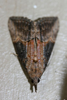Green Cloverworm Moth (Hypena scabra) At porchlights near a backyard habitat in NW Georgia (Gordon County), US. Geotagged,Green Cloverworm,Hypena scabra,Moth Week 2018,Summer,United States