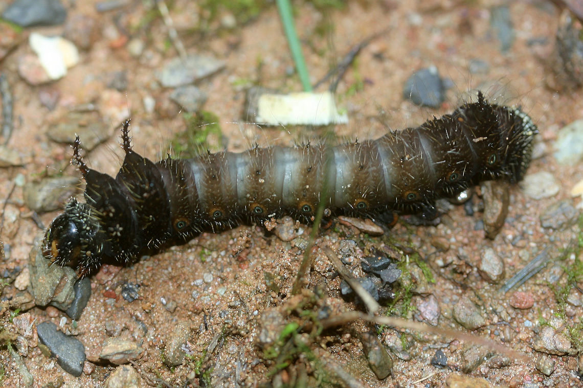 Imperial moth larva (Eacles imperialis) Dark brown Saturniid caterpillar with long hairs on body. Blue eye-like spots along sides. Possibly fourth instar?<br />
<br />
Habitat:<br />
<br />
Edge of dense mixed hardwood forest. Fell out of the tree tops. Eacles imperialis,Geotagged,Imperial moth,Moth Week 2018,Summer,United States