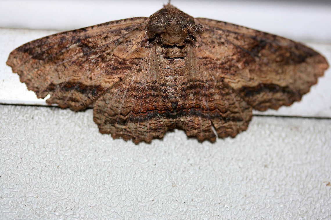 Lunate Zale Moth (Zale lunata) Banded brown Noctuid moth. Profusely fuzzy/hairy thorax.<br />
<br />
At back porch lights near a backyard habitat. Geotagged,Moth Week 2018,Summer,United States,Zale lunata