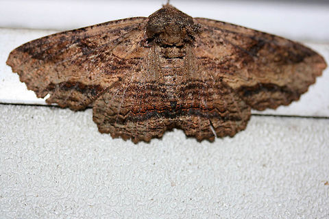 Lunate Zale Moth (Zale lunata) Banded brown Noctuid moth. Profusely fuzzy/hairy thorax.

At back porch lights near a backyard habitat. Geotagged,Moth Week 2018,Summer,United States,Zale lunata