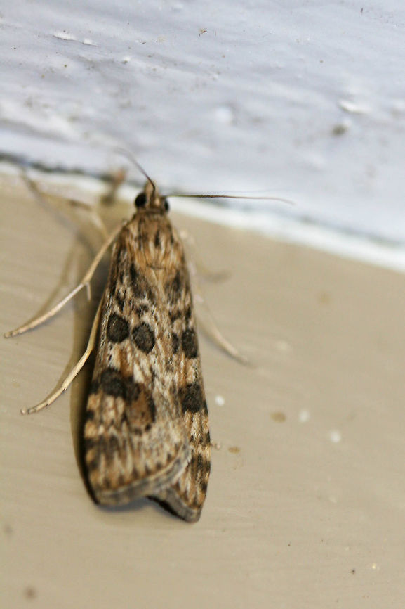 False Webworm Moth (Nomophila nearctica) Large light brown to gray Crambid moth with dark brown spots on its forewings.<br />
<br />
Habitat: At porch lights near overgrown field/front yard and mixed hardwood forest. Geotagged,Moth Week 2018,Nomophila nearctica,Summer,United States