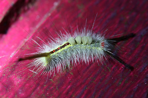 White-marked Tussock Moth (Orgyia leucostigma) Description:
Hairy white Erebid caterpillar with bright red head and a black stripe (surrounded by yellow) running along dorsal side. Two red glands are present on lower abdominal segments while four white to cream tufts are present on upper abdominal segments.

Habitat:
On shed door surrounded by mixed hardwoods and overgrown back yard/field.

Notes:
Setae (hairs) can cause a nasty allergic reaction if touched! Geotagged,Orgyia leucostigma,Summer,United States,White-marked tussock moth,lepidoptera,moth,moth week 2018,moths,orgyia,white-marked tussock moth