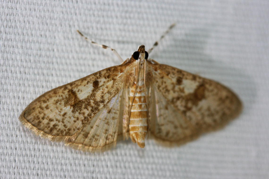 Freeman's Palpita Moth (Palpita freemanalis)? Attracted to lights near a backyard habitat.<br />
<br />
ID pending. Geotagged,Palpita freemanalis,Summer,United States,lepidoptera,moth,moth week 2018,moths,palpita,palpita freemanalis