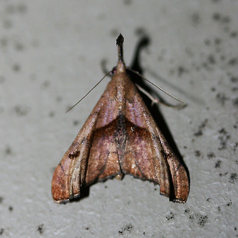 The Dark-spotted Palthis (Palthis angulalis) At porch lights near a backyard habitat in NW Georgia. Geotagged,Moth Week 2018,Palthis angulalis,Summer,The-Dark Spotted Palthis,United States,lepidoptera,moth,moths