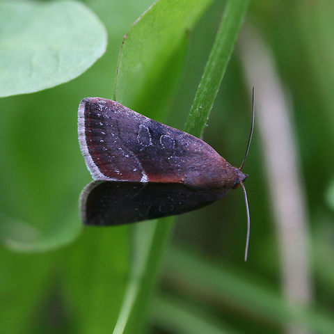 Wedgling Moth (Galgula partita) A burgundy colored moth with blue silver costal edge and speckling/spots

Habitat:
Flitting about in overgrown yard

 Galgula partita,Geotagged,Summer,United States,lepidoptera,moth,moth week 2018,moths