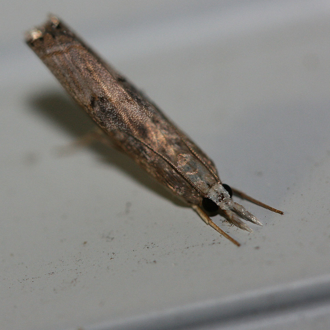 Bluegrass Webworm Moth (Parapediasia teterrellus) Gray to brown Crambid moth with hints of gold/orange flecks. Dark spots below medial line of forewings. Resting with head down and wings/abdomen up.<br />
<br />
Habitat:<br />
At porch lights near overgrown field/front yard and mixed hardwood forest. Geotagged,Parapediasia teterrellus,Summer,United States