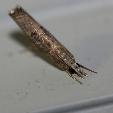 Bluegrass Webworm Moth (Parapediasia teterrellus) Gray to brown Crambid moth with hints of gold/orange flecks. Dark spots below medial line of forewings. Resting with head down and wings/abdomen up.

Habitat:
At porch lights near overgrown field/front yard and mixed hardwood forest. Geotagged,Parapediasia teterrellus,Summer,United States