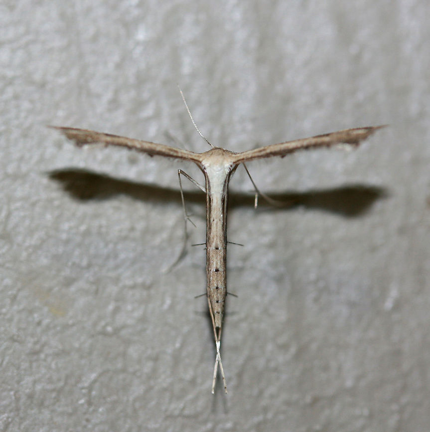 Plume Moth (Stenoptilodes sp.) White/cream plume moth with 5 dots on the back side of abdomen Could be S. taprobanes or S. brevipennis. It is impossible to determine without DNA testing or a dissection.<br />
<br />
Habitat:<br />
At porch lights near front yard/open field. Geotagged,Moth Week 2018,Stenoptilodes,Summer,United States,lepidoptera,moth,moths,plume moth