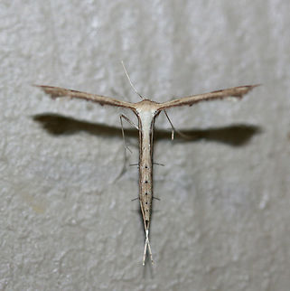 Plume Moth (Stenoptilodes sp.) White/cream plume moth with 5 dots on the back side of abdomen Could be S. taprobanes or S. brevipennis. It is impossible to determine without DNA testing or a dissection.

Habitat:
At porch lights near front yard/open field. Geotagged,Moth Week 2018,Stenoptilodes,Summer,United States,lepidoptera,moth,moths,plume moth