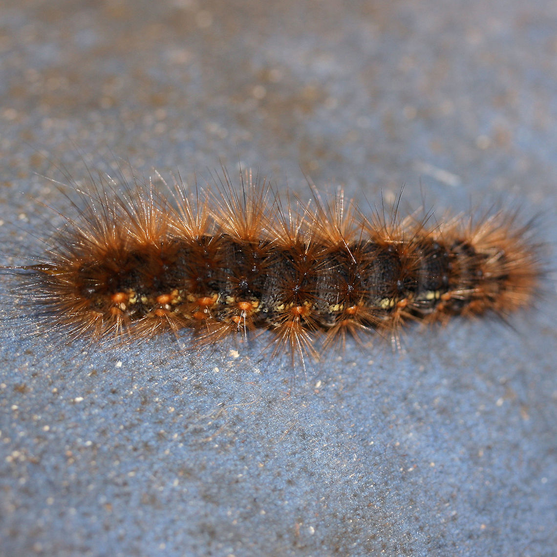 Salt Marsh Tiger Moth larva (Estigmene acrea) Black to dark brown Erebid caterpillar with long cinnamon-colored tufts of setae. Yellow banding is present along sides.<br />
<br />
Habitat:<br />
On a porch chair near my front yard (open field). Surrounded by mixed hardwoods/loblolly pines.<br />
<figure class="photo"><a href="https://www.jungledragon.com/image/63304/salt_marsh_tiger_moth_larva_estigmene_acrea.html" title="Salt Marsh Tiger Moth larva (Estigmene acrea)"><img src="https://s3.amazonaws.com/media.jungledragon.com/images/3231/63304_thumb.jpg?AWSAccessKeyId=05GMT0V3GWVNE7GGM1R2&Expires=1767225610&Signature=%2FSUpMW5Ibr9SBR8xQLRJd8HjXOw%3D" width="102" height="152" alt="Salt Marsh Tiger Moth larva (Estigmene acrea) Black to dark brown Erebid caterpillar with long cinnamon-colored tufts of setae. Yellow banding is present along sides.<br />
<br />
Habitat:<br />
On a porch chair near my front yard (open field). Surrounded by mixed hardwoods/loblolly pines.<br />
https://www.jungledragon.com/image/63303/salt_marsh_tiger_moth_larva_estigmene_acrea.html Estigmene acrea,Fall,Geotagged,Moth Week 2018,Salt Marsh Moth,Tiger moth,United States,lepidoptera,moth,moths,salt marsh tiger moth" /></a></figure> Estigmene acrea,Fall,Geotagged,Moth Week 2018,Salt Marsh Moth,Tiger moth,United States,lepidoptera,moth,moths,salt marsh tiger moth