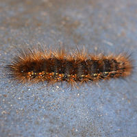 Salt Marsh Tiger Moth larva (Estigmene acrea) Black to dark brown Erebid caterpillar with long cinnamon-colored tufts of setae. Yellow banding is present along sides.<br />
<br />
Habitat:<br />
On a porch chair near my front yard (open field). Surrounded by mixed hardwoods/loblolly pines.<br />
https://www.jungledragon.com/image/63304/salt_marsh_tiger_moth_larva_estigmene_acrea.html Estigmene acrea,Fall,Geotagged,Moth Week 2018,Salt Marsh Moth,Tiger moth,United States,lepidoptera,moth,moths,salt marsh tiger moth