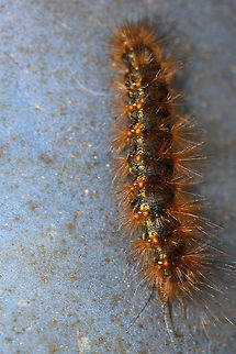 Salt Marsh Tiger Moth larva (Estigmene acrea) Black to dark brown Erebid caterpillar with long cinnamon-colored tufts of setae. Yellow banding is present along sides.

Habitat:
On a porch chair near my front yard (open field). Surrounded by mixed hardwoods/loblolly pines.
https://www.jungledragon.com/image/63303/salt_marsh_tiger_moth_larva_estigmene_acrea.html Estigmene acrea,Fall,Geotagged,Moth Week 2018,Salt Marsh Moth,Tiger moth,United States,lepidoptera,moth,moths,salt marsh tiger moth