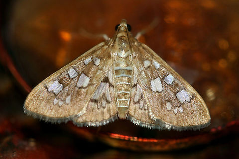 Samea Baccatalis Golden-yellow, 22 mm, crambid moth with dull white spots on wings (edged in black).

Habitat:
Habitat: At porch lights near front yard (open field). Surrounded by mixed hardwoods/loblolly pines. Geotagged,Moth Week 2018,Samea baccatalis,Summer,United States,lepidoptera,moth,moths