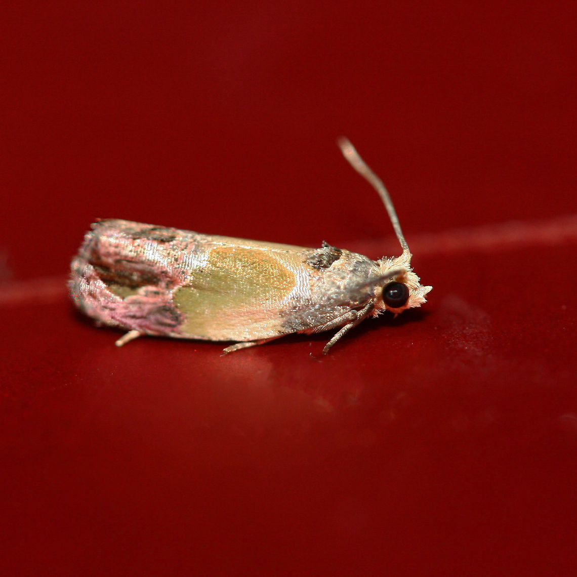 Sculptured Moth (Eumarozia malachitana) Description:<br />
11 mm Tortricid moth with green and gold/pink patterns.<br />
<br />
Habitat:<br />
At porch lights near overgrown field/front yard and mixed hardwood forest.<br />
<figure class="photo"><a href="https://www.jungledragon.com/image/63347/sculptured_moth_eumarozia_malachitana.html" title="Sculptured Moth (Eumarozia malachitana)"><img src="https://s3.amazonaws.com/media.jungledragon.com/images/3231/63347_thumb.jpg?AWSAccessKeyId=05GMT0V3GWVNE7GGM1R2&Expires=1759968010&Signature=YwPuQASIVKtI03sMWvcX8txjYyg%3D" width="102" height="152" alt="Sculptured Moth (Eumarozia malachitana) Description:<br />
11 mm Tortricid moth with green and gold/pink patterns.<br />
<br />
Habitat:<br />
At porch lights near overgrown field/front yard and mixed hardwood forest.<br />
https://www.jungledragon.com/image/63346/sculptured_moth_eumarozia_malachitana.html Eumarozia malachitana,Geotagged,Summer,United States" /></a></figure> Eumarozia malachitana,Geotagged,Moth Week 2018,Summer,United States,lepidoptera,moth,moths,sculptured moth