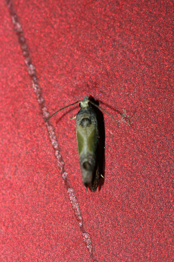 Sculptured Moth (Eumarozia malachitana) Description:<br />
11 mm Tortricid moth with green and gold/pink patterns.<br />
<br />
Habitat:<br />
At porch lights near overgrown field/front yard and mixed hardwood forest.<br />
<figure class="photo"><a href="https://www.jungledragon.com/image/63346/sculptured_moth_eumarozia_malachitana.html" title="Sculptured Moth (Eumarozia malachitana)"><img src="https://s3.amazonaws.com/media.jungledragon.com/images/3231/63346_thumb.jpg?AWSAccessKeyId=05GMT0V3GWVNE7GGM1R2&Expires=1770854410&Signature=9Fbanut7T%2FB6D2B2for7idNZbK0%3D" width="200" height="200" alt="Sculptured Moth (Eumarozia malachitana) Description:<br />
11 mm Tortricid moth with green and gold/pink patterns.<br />
<br />
Habitat:<br />
At porch lights near overgrown field/front yard and mixed hardwood forest.<br />
https://www.jungledragon.com/image/63347/sculptured_moth_eumarozia_malachitana.html Eumarozia malachitana,Geotagged,Moth Week 2018,Summer,United States,lepidoptera,moth,moths,sculptured moth" /></a></figure> Eumarozia malachitana,Geotagged,Summer,United States