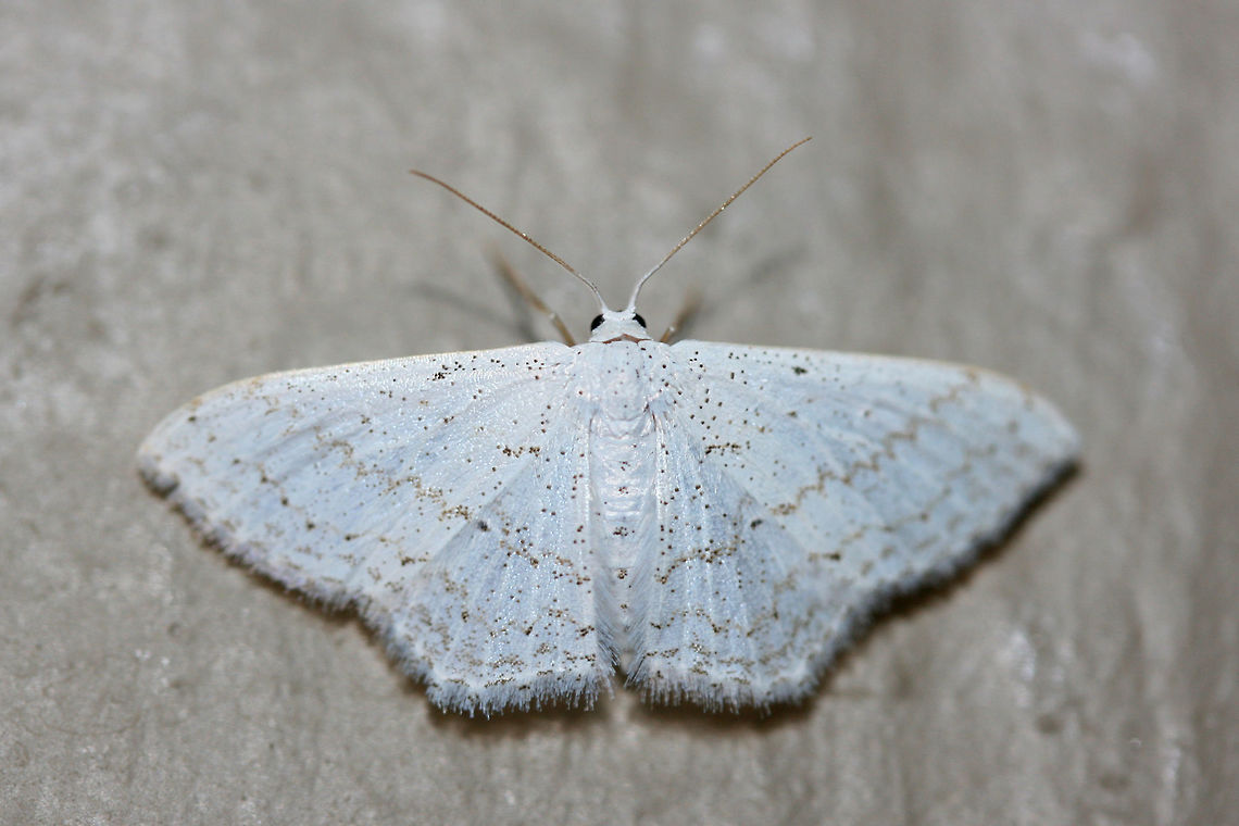 Simple Wave Moth (Scopula junctaria) At porchlights near a backyard habitat in NW Georgia (Gordon County), US.<br />
<figure class="photo"><a href="https://www.jungledragon.com/image/63349/simple_wave_moth_scopula_junctaria.html" title="Simple Wave Moth (Scopula junctaria)"><img src="https://s3.amazonaws.com/media.jungledragon.com/images/3231/63349_thumb.jpg?AWSAccessKeyId=05GMT0V3GWVNE7GGM1R2&Expires=1759968010&Signature=K13im9Ih2cg5eowRkVTmqZ50Z8A%3D" width="200" height="134" alt="Simple Wave Moth (Scopula junctaria) At porchlights near a backyard habitat in NW Georgia (Gordon County), US.<br />
https://www.jungledragon.com/image/63348/simple_wave_moth_scopula_junctaria.html Geotagged,Moth Week 2018,Scopula junctaria,Summer,United States,lepidoptera,moth,moths,simple wave moth,wave moth" /></a></figure> Geotagged,Moth week 2018,Scopula junctaria,Summer,United States,lepidoptera,moth,moths,simple wave moth,wave moth
