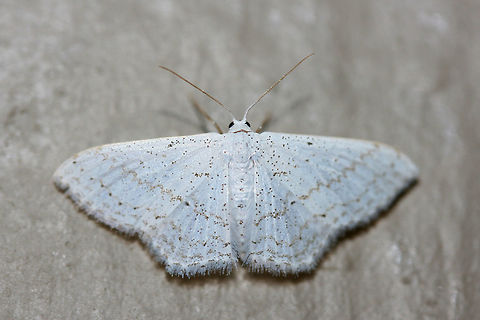 Simple Wave Moth (Scopula junctaria) At porchlights near a backyard habitat in NW Georgia (Gordon County), US.
https://www.jungledragon.com/image/63349/simple_wave_moth_scopula_junctaria.html Geotagged,Moth week 2018,Scopula junctaria,Summer,United States,lepidoptera,moth,moths,simple wave moth,wave moth