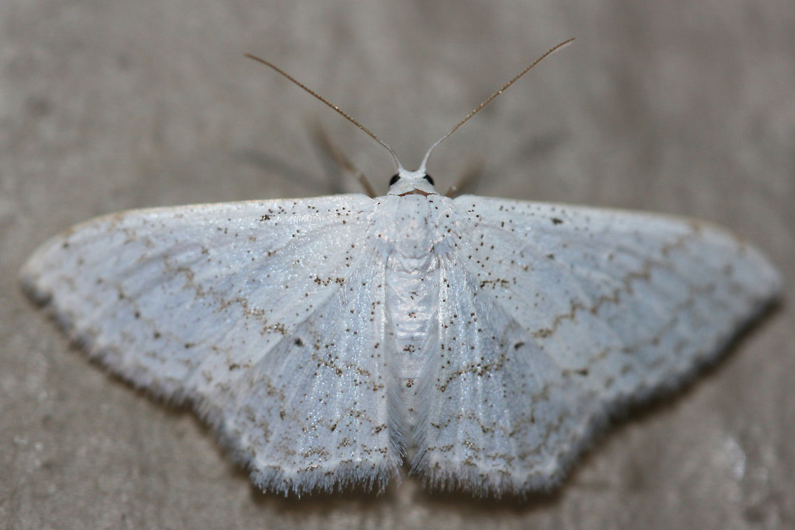 Simple Wave Moth (Scopula junctaria) At porchlights near a backyard habitat in NW Georgia (Gordon County), US.<br />
<figure class="photo"><a href="https://www.jungledragon.com/image/63348/simple_wave_moth_scopula_junctaria.html" title="Simple Wave Moth (Scopula junctaria)"><img src="https://s3.amazonaws.com/media.jungledragon.com/images/3231/63348_thumb.jpg?AWSAccessKeyId=05GMT0V3GWVNE7GGM1R2&Expires=1759968010&Signature=lBayoi6svd%2BiYoqDo%2FNrWXTw0ig%3D" width="200" height="134" alt="Simple Wave Moth (Scopula junctaria) At porchlights near a backyard habitat in NW Georgia (Gordon County), US.<br />
https://www.jungledragon.com/image/63349/simple_wave_moth_scopula_junctaria.html Geotagged,Moth week 2018,Scopula junctaria,Summer,United States,lepidoptera,moth,moths,simple wave moth,wave moth" /></a></figure> Geotagged,Moth Week 2018,Scopula junctaria,Summer,United States,lepidoptera,moth,moths,simple wave moth,wave moth