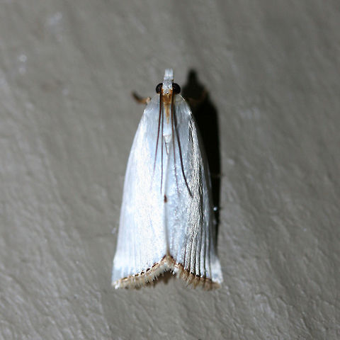 Snowy Urola Moth (Urola nivalis) Satiny white, 20 mm Crambid moth with metallic, gold-fringed forewings

Habitat:
At porch lights near front yard (open field). Surrounded by mixed hardwoods/loblolly pines.
https://www.jungledragon.com/image/63351/snowy_urola_moth_urola_nivalis.html Geotagged,Moth Week 2018,Summer,United States,Urola nivalis,lepidoptera,moth,moths,snowy urola,snowy urola moth,urola