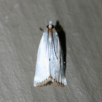 Snowy Urola Moth (Urola nivalis) Satiny white, 20 mm Crambid moth with metallic, gold-fringed forewings<br />
<br />
Habitat:<br />
At porch lights near front yard (open field). Surrounded by mixed hardwoods/loblolly pines.<br />
https://www.jungledragon.com/image/63351/snowy_urola_moth_urola_nivalis.html Geotagged,Moth Week 2018,Summer,United States,Urola nivalis,lepidoptera,moth,moths,snowy urola,snowy urola moth,urola