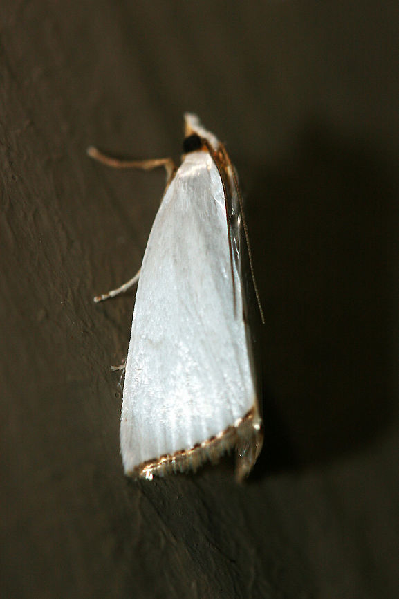 Snowy Urola Moth (Urola nivalis) Satiny white, 20 mm Crambid moth with metallic, gold-fringed forewings<br />
<br />
Habitat:<br />
At porch lights near front yard (open field). Surrounded by mixed hardwoods/loblolly pines.<br />
<figure class="photo"><a href="https://www.jungledragon.com/image/63350/snowy_urola_moth_urola_nivalis.html" title="Snowy Urola Moth (Urola nivalis)"><img src="https://s3.amazonaws.com/media.jungledragon.com/images/3231/63350_thumb.jpg?AWSAccessKeyId=05GMT0V3GWVNE7GGM1R2&Expires=1759968010&Signature=VPFhTKrnCgsAbeQGfsHocatlDFg%3D" width="200" height="200" alt="Snowy Urola Moth (Urola nivalis) Satiny white, 20 mm Crambid moth with metallic, gold-fringed forewings<br />
<br />
Habitat:<br />
At porch lights near front yard (open field). Surrounded by mixed hardwoods/loblolly pines.<br />
https://www.jungledragon.com/image/63351/snowy_urola_moth_urola_nivalis.html Geotagged,Moth Week 2018,Summer,United States,Urola nivalis,lepidoptera,moth,moths,snowy urola,snowy urola moth,urola" /></a></figure> Geotagged,Moth Week 2018,Summer,United States,Urola nivalis,lepidoptera,moth,moths,snowy urola,snowy urola moth,urola