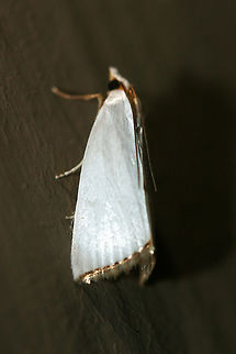 Snowy Urola Moth (Urola nivalis) Satiny white, 20 mm Crambid moth with metallic, gold-fringed forewings

Habitat:
At porch lights near front yard (open field). Surrounded by mixed hardwoods/loblolly pines.
https://www.jungledragon.com/image/63350/snowy_urola_moth_urola_nivalis.html Geotagged,Moth Week 2018,Summer,United States,Urola nivalis,lepidoptera,moth,moths,snowy urola,snowy urola moth,urola