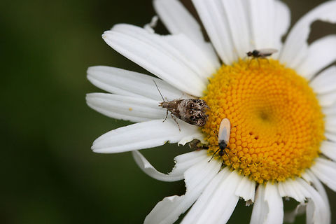 Everlasting Tebenna Moth (Tebenna gnaphaliella) Nectaring on Leucanthemum sp. in Northwest Georgia (Floyd County), US. March 28, 2018.

The common name of this moth is actually borrowed from the common name of its host plant, Everlasting (Gnaphalium sp.).

https://www.jungledragon.com/image/63355/everlasting_tebenna_moth_tebenna_gnaphaliella.html
https://www.jungledragon.com/image/63354/everlasting_tebenna_moth_tebenna_gnaphaliella.html Geotagged,Moth Week 2018,Spring,Tebenna gnaphaliella,United States,everlasting tebenna moth,lepidoptera,moth,moths,tebenna moth