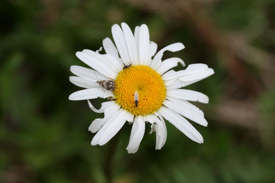 Everlasting Tebenna Moth (Tebenna gnaphaliella) Nectaring on Leucanthemum sp. in Northwest Georgia (Floyd County), US. March 28, 2018. At a wetland/marsh edge.<br />
<br />
The common name of this moth is actually borrowed from the common name of its host plant, Everlasting (Gnaphalium sp.).<br />
<br />
<figure class="photo"><a href="https://www.jungledragon.com/image/63353/everlasting_tebenna_moth_tebenna_gnaphaliella.html" title="Everlasting Tebenna Moth (Tebenna gnaphaliella)"><img src="https://s3.amazonaws.com/media.jungledragon.com/images/3231/63353_thumb.jpg?AWSAccessKeyId=05GMT0V3GWVNE7GGM1R2&Expires=1759968010&Signature=%2Bm5Fb2cCySoC2KncdddvvK6BZu0%3D" width="200" height="134" alt="Everlasting Tebenna Moth (Tebenna gnaphaliella) Nectaring on Leucanthemum sp. in Northwest Georgia (Floyd County), US. March 28, 2018.<br />
<br />
The common name of this moth is actually borrowed from the common name of its host plant, Everlasting (Gnaphalium sp.).<br />
<br />
https://www.jungledragon.com/image/63355/everlasting_tebenna_moth_tebenna_gnaphaliella.html<br />
https://www.jungledragon.com/image/63354/everlasting_tebenna_moth_tebenna_gnaphaliella.html Geotagged,Moth Week 2018,Spring,Tebenna gnaphaliella,United States,everlasting tebenna moth,lepidoptera,moth,moths,tebenna moth" /></a></figure><br />
<figure class="photo"><a href="https://www.jungledragon.com/image/63355/everlasting_tebenna_moth_tebenna_gnaphaliella.html" title="Everlasting Tebenna Moth (Tebenna gnaphaliella)"><img src="https://s3.amazonaws.com/media.jungledragon.com/images/3231/63355_thumb.jpg?AWSAccessKeyId=05GMT0V3GWVNE7GGM1R2&Expires=1759968010&Signature=ksqAlW%2FVNrn62yabEuliwmAQf18%3D" width="200" height="134" alt="Everlasting Tebenna Moth (Tebenna gnaphaliella) Nectaring on Leucanthemum sp. in Northwest Georgia (Floyd County), US. March 28, 2018.<br />
<br />
The common name of this moth is actually borrowed from the common name of its host plant, Everlasting (Gnaphalium sp.).<br />
<br />
https://www.jungledragon.com/image/63353/everlasting_tebenna_moth_tebenna_gnaphaliella.html<br />
https://www.jungledragon.com/image/63354/everlasting_tebenna_moth_tebenna_gnaphaliella.html Geotagged,Moth Week 2018,Spring,Tebenna gnaphaliella,United States,everlasting tebenna moth,lepidoptera,moth,moths,tebenna moth" /></a></figure> Geotagged,Moth Week 2018,Spring,Tebenna gnaphaliella,United States,everlasting tebenna moth,lepidoptera,moth,moths,tebenna moth,wetland,wetlands