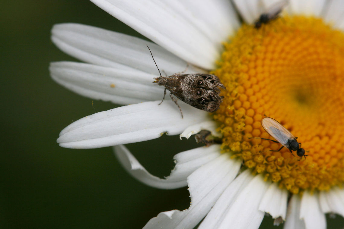 Everlasting Tebenna Moth (Tebenna gnaphaliella) Nectaring on Leucanthemum sp. in Northwest Georgia (Floyd County), US. March 28, 2018.<br />
<br />
The common name of this moth is actually borrowed from the common name of its host plant, Everlasting (Gnaphalium sp.).<br />
<br />
<figure class="photo"><a href="https://www.jungledragon.com/image/63353/everlasting_tebenna_moth_tebenna_gnaphaliella.html" title="Everlasting Tebenna Moth (Tebenna gnaphaliella)"><img src="https://s3.amazonaws.com/media.jungledragon.com/images/3231/63353_thumb.jpg?AWSAccessKeyId=05GMT0V3GWVNE7GGM1R2&Expires=1767225610&Signature=MOJ33m55oW5iJtGttTGYj7j2zMQ%3D" width="200" height="134" alt="Everlasting Tebenna Moth (Tebenna gnaphaliella) Nectaring on Leucanthemum sp. in Northwest Georgia (Floyd County), US. March 28, 2018.<br />
<br />
The common name of this moth is actually borrowed from the common name of its host plant, Everlasting (Gnaphalium sp.).<br />
<br />
https://www.jungledragon.com/image/63355/everlasting_tebenna_moth_tebenna_gnaphaliella.html<br />
https://www.jungledragon.com/image/63354/everlasting_tebenna_moth_tebenna_gnaphaliella.html Geotagged,Moth Week 2018,Spring,Tebenna gnaphaliella,United States,everlasting tebenna moth,lepidoptera,moth,moths,tebenna moth" /></a></figure><br />
<figure class="photo"><a href="https://www.jungledragon.com/image/63354/everlasting_tebenna_moth_tebenna_gnaphaliella.html" title="Everlasting Tebenna Moth (Tebenna gnaphaliella)"><img src="https://s3.amazonaws.com/media.jungledragon.com/images/3231/63354_thumb.jpg?AWSAccessKeyId=05GMT0V3GWVNE7GGM1R2&Expires=1767225610&Signature=dbRBfzzin6BVzXD56QCzFV3q7rw%3D" width="200" height="134" alt="Everlasting Tebenna Moth (Tebenna gnaphaliella) Nectaring on Leucanthemum sp. in Northwest Georgia (Floyd County), US. March 28, 2018. At a wetland/marsh edge.<br />
<br />
The common name of this moth is actually borrowed from the common name of its host plant, Everlasting (Gnaphalium sp.).<br />
<br />
https://www.jungledragon.com/image/63353/everlasting_tebenna_moth_tebenna_gnaphaliella.html<br />
https://www.jungledragon.com/image/63355/everlasting_tebenna_moth_tebenna_gnaphaliella.html Geotagged,Moth Week 2018,Spring,Tebenna gnaphaliella,United States,everlasting tebenna moth,lepidoptera,moth,moths,tebenna moth,wetland,wetlands" /></a></figure> Geotagged,Moth Week 2018,Spring,Tebenna gnaphaliella,United States,everlasting tebenna moth,lepidoptera,moth,moths,tebenna moth