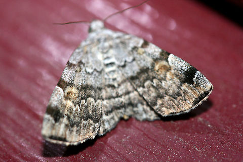 American Idia Moth (Idia americalis) Backyard habitat in NW Georgia (Gordon County), US.
https://www.jungledragon.com/image/63360/american_idia_moth_idia_americalis.html Geotagged,Idia americalis,Moth Week 2018,Summer,United States,american idia,american idia moth,lepidoptera,moth,moths