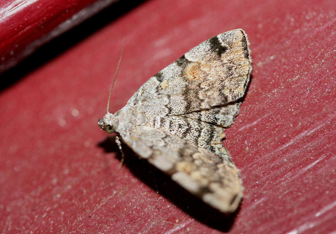American Idia Moth (Idia americalis) Backyard habitat in NW Georgia (Gordon County), US.<br />
<figure class="photo"><a href="https://www.jungledragon.com/image/63359/american_idia_moth_idia_americalis.html" title="American Idia Moth (Idia americalis)"><img src="https://s3.amazonaws.com/media.jungledragon.com/images/3231/63359_thumb.jpg?AWSAccessKeyId=05GMT0V3GWVNE7GGM1R2&Expires=1763596810&Signature=Pag9PQ0jn8dXQhQLXAJRPIYfoqA%3D" width="200" height="134" alt="American Idia Moth (Idia americalis) Backyard habitat in NW Georgia (Gordon County), US.<br />
https://www.jungledragon.com/image/63360/american_idia_moth_idia_americalis.html Geotagged,Idia americalis,Moth Week 2018,Summer,United States,american idia,american idia moth,lepidoptera,moth,moths" /></a></figure> Geotagged,Idia americalis,Moth Week 2018,Summer,United States,american idia,american idia moth,lepidoptera,moth,moths