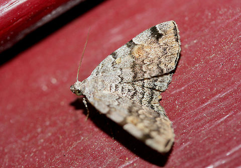 American Idia Moth (Idia americalis) Backyard habitat in NW Georgia (Gordon County), US.
https://www.jungledragon.com/image/63359/american_idia_moth_idia_americalis.html Geotagged,Idia americalis,Moth Week 2018,Summer,United States,american idia,american idia moth,lepidoptera,moth,moths